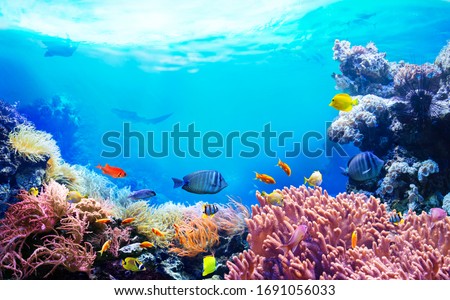 Animals of the underwater sea world. Ecosystem. Colorful tropical fish. Life in the coral reef.  商業照片 © 
