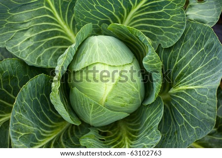 White cabbage head in a field