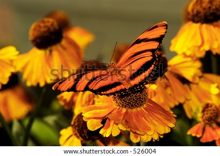 Banded Orange butterfly setting on a flower