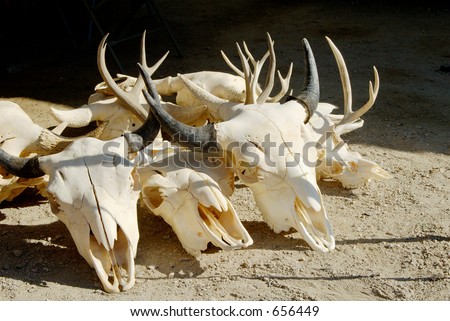 Animal skulls on display