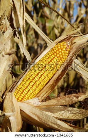 An ear of corn on the stalk in a field ready for harvesting.