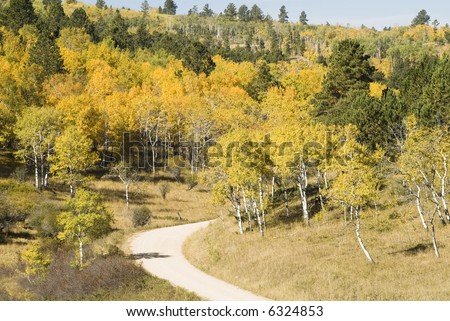 Fall colors in the Black Hills of South Dakota. Aspen Birch Mountain Ash and Ponderosa Pine on a hillside with a gravel road in the foreground