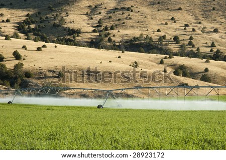 a center pivot irrigation system working in an alfalfa field
