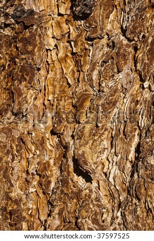 abstract patterns in the bark of a pine tree