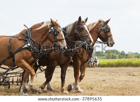 horse-drawn farming demonstrations during the Homesteader Day Harvest Festival at the Beaver Creek Nature Area in South Dakota.