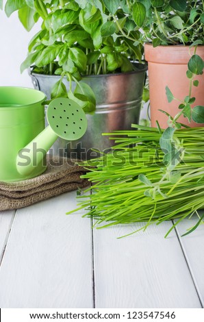 A selection of potted home grown culinary herbs on an old white painted wood kitchen table with watering can and hessian sack.