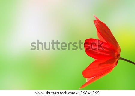 Close up side view of a bright red tulip reaching in from right of frame, against a bokeh background created from the spring flowers and grass that were behind the tulip when it was shot.