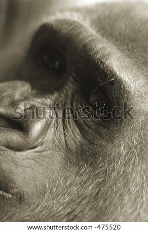 Vertical close up image of a gorilla face.