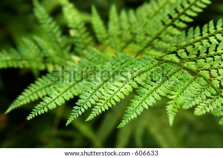 Close up of fern fronds with shallow depth of field
