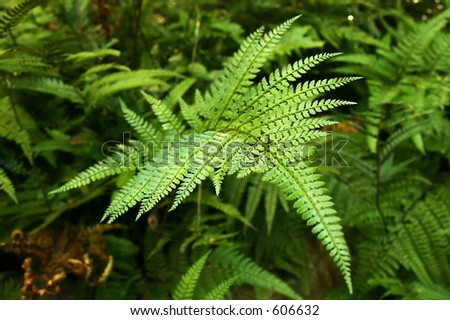 Fern frond from above