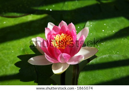 Lotus flower on lily pad