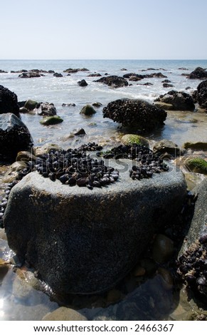Landscape of Malibu Beach in California showing mussel covered rocks in vertical orientation