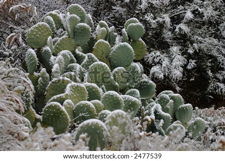 Cactus lightly covered with snow in a desert.  Illustrates climate change.