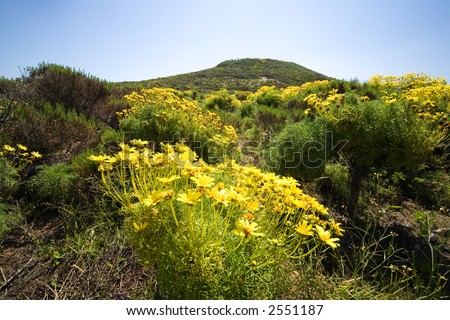 Horizontal landscape shot of hill with wildflowers in front.
