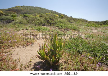 Horizontal landscape of a hill with desert plants and an ice plant (Carpobrotus edulis)  in the foreground