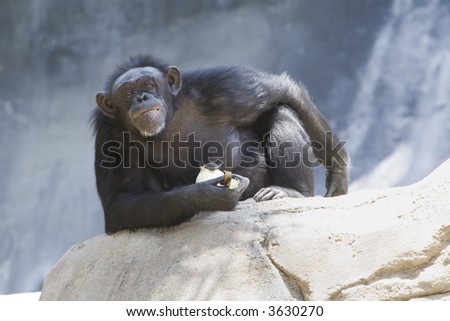 Chimpanzee staring at camera while sitting on a rock with negative space below