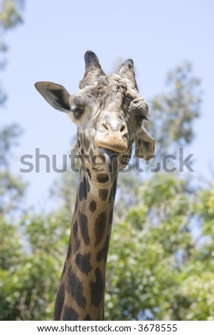 A Ugandan Giraffe (aka Rothschild Giraffe) sticking it's tongue out, like a raspberry