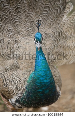 Image of an Indian Peahen (female peacock) taken at a botanical garden