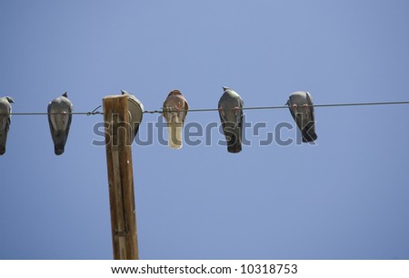 Horizontal image of pigeons above on a wire with copy space.  A likely position to covered in bird doppings