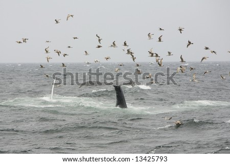 Stellwagen Sanctuary, off Boston.  Humpback whales (Megaptera), diving or kick feeding, displaying their flukes (tails), with a second whale displaying it\'s pectoral fin.
