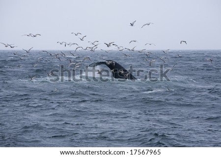 Humpback whales (Megaptera), diving or kick feeding, displaying their flukes (tails)