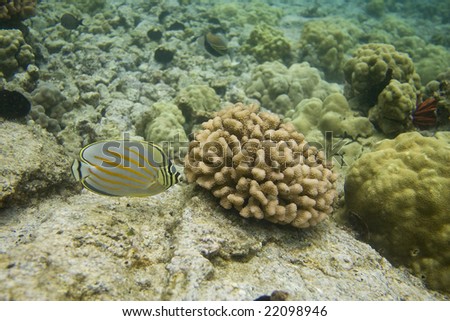 Horizontal image of an Ornate Butterflyfish (Chaetodon ornatissimus), in a tropical reef, in front of cauliflower coral.