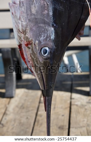 Vertical image of a fish hanging down after being caught.