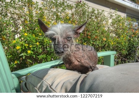 A brown Chinese Crested dog relaxing outside in the sun on an easy chair.