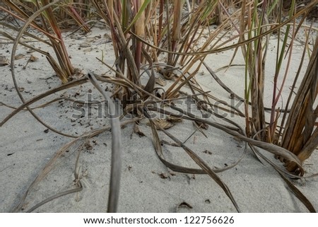 A patch of weathered sea grass on the beach near the Atlantic Ocean.