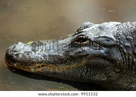 A 10 Foot Long Alligator; (Alligator Mississippiensis, Genus Alligator ...