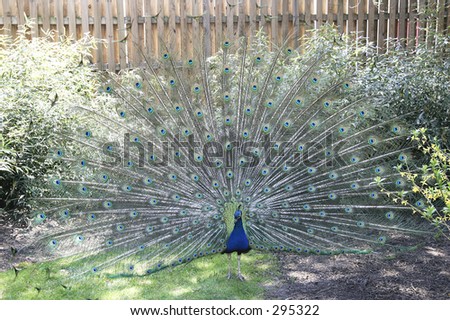 A full frontal shot of a peacock spreading his plumage