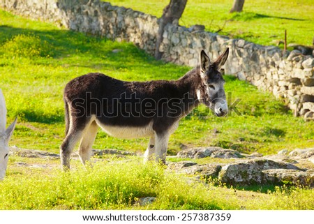 Donkey at countryside with green grass