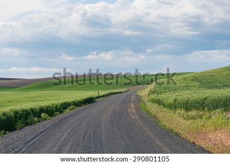 Gravel road through rolling fields of wheat, Lacrosse, Washington