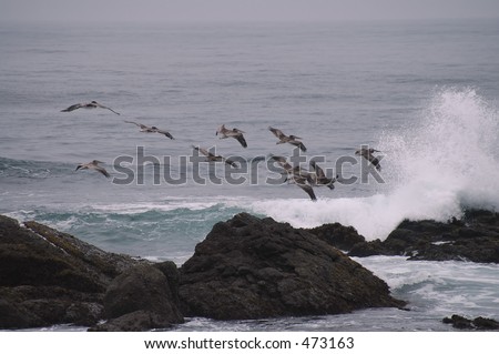 Pelicans fly in formation, Pigeon Point, California