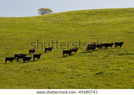 Cows On A Hill, Lake Del Valle Regional Park, Livermore, California ...