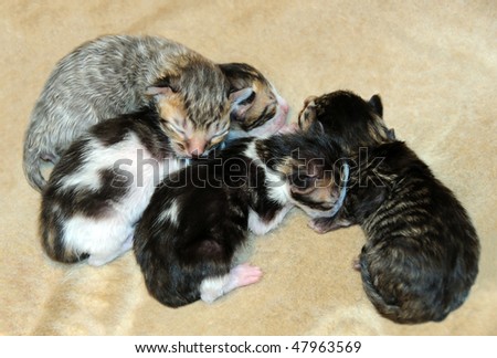 Tiny kittens - just four days old - on a soft fleece blanket.