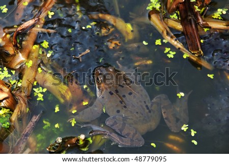 Rana temporaria - the European Common Frog - guarding its spawn, in a natural pond.