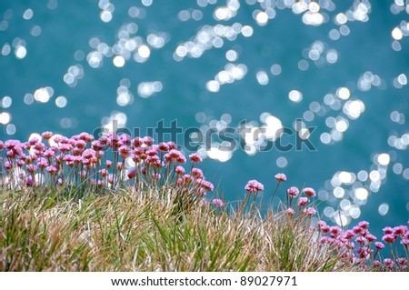 Sea pinks - thrift, armeria maritima - against a sparkling sea, on the Dorset coast (UK)
