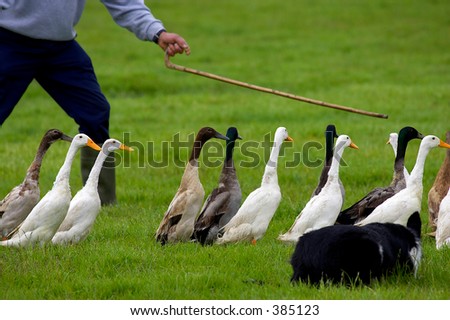 ducks being herded into a pen by farmer and sheep dog