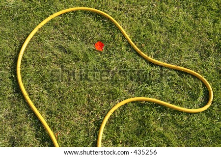 Yellow hose pipe shaped into a head with big nose on green grass