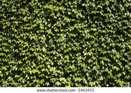 green hedera helix or common english ivy covering the wall of the old admiralty in london uk europe taken in june 2006