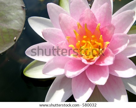 Pink waterlily with lily pad.