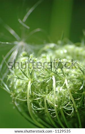 Closeup of a wild carrot plant.