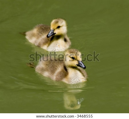 What\'s cuter than a gosling? Two of them. Brand new Canada Geese, swimming in the local pond.