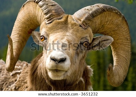Those horns look like he\'s lost a few fights, but they are still impressive - Big Horned Mountain Sheep in Banff National Park, Banff, Alberta, Canada.