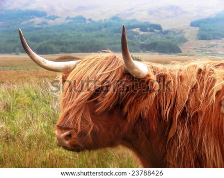 Just standing on the road staring at you - highland cattle on the Isle of Mull, Scotland.
