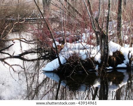 Red branches on a shrub are the only splash of color in this icy cold marsh.