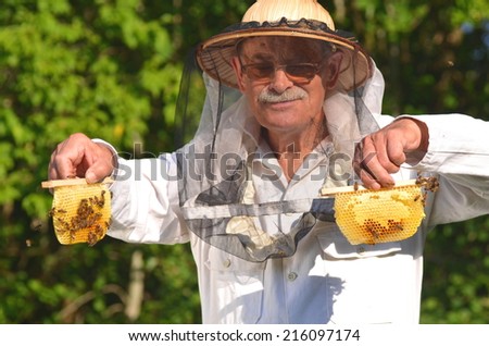 Experienced senior beekeeper holding honeycombs from small wedding beehive in apiary