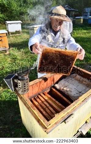 Experienced senior apiarist making inspection in apiary after summer season