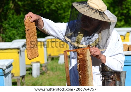 Experienced senior apiarist cutting out piece of larva honeycomb in apiary in the springtime